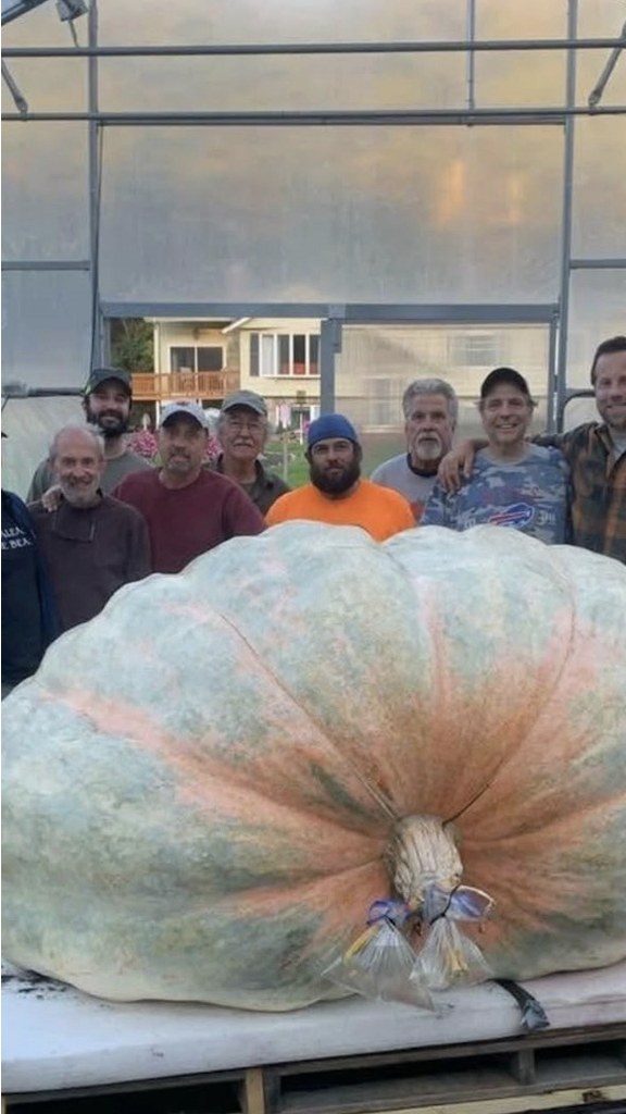 Illustration for the world record: Heaviest pumpkin